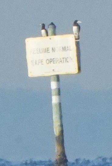 Brown Booby - ML645619590