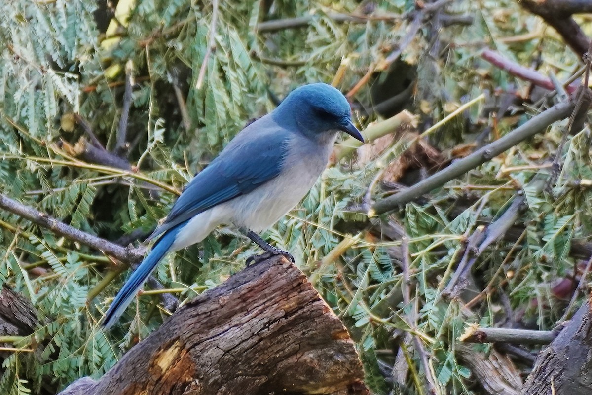 Mexican Jay (Arizona) - ML645619595