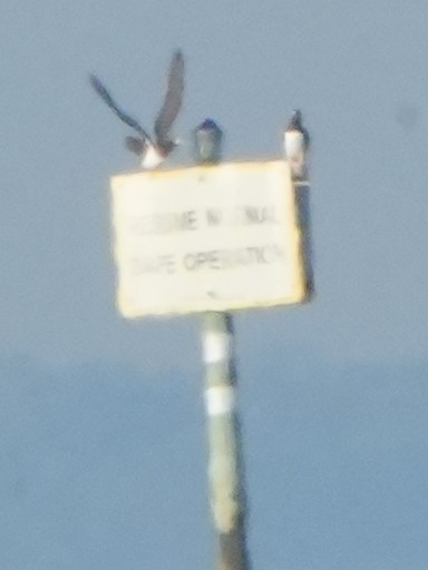 Brown Booby - ML645619599