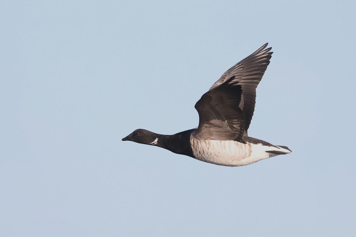 berneška tmavá - ML645619600