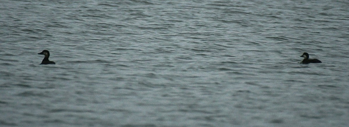 Black Scoter - ML645619603