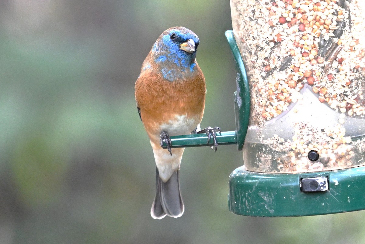 Lazuli Bunting - ML645619609