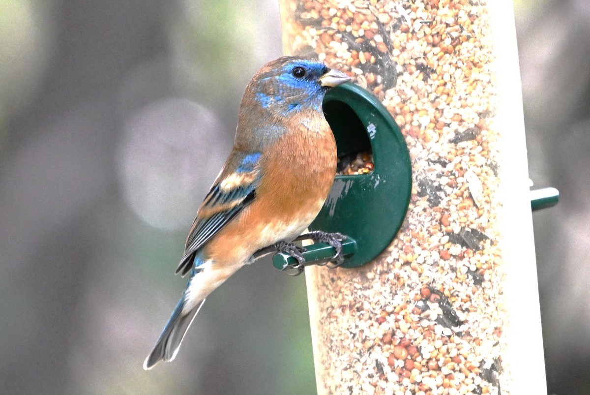 Lazuli Bunting - ML645619610