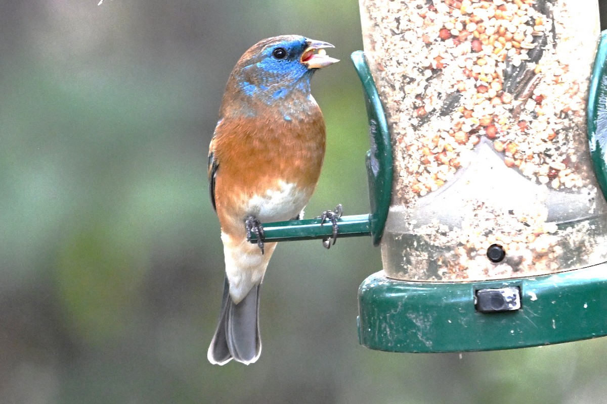 Lazuli Bunting - ML645619611