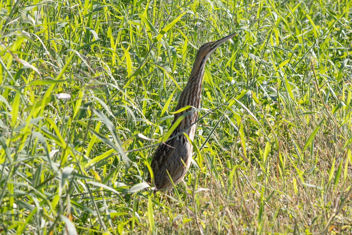 American Bittern - ML645619612