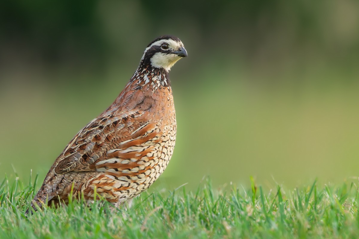 Colino della Virginia - ML645619615