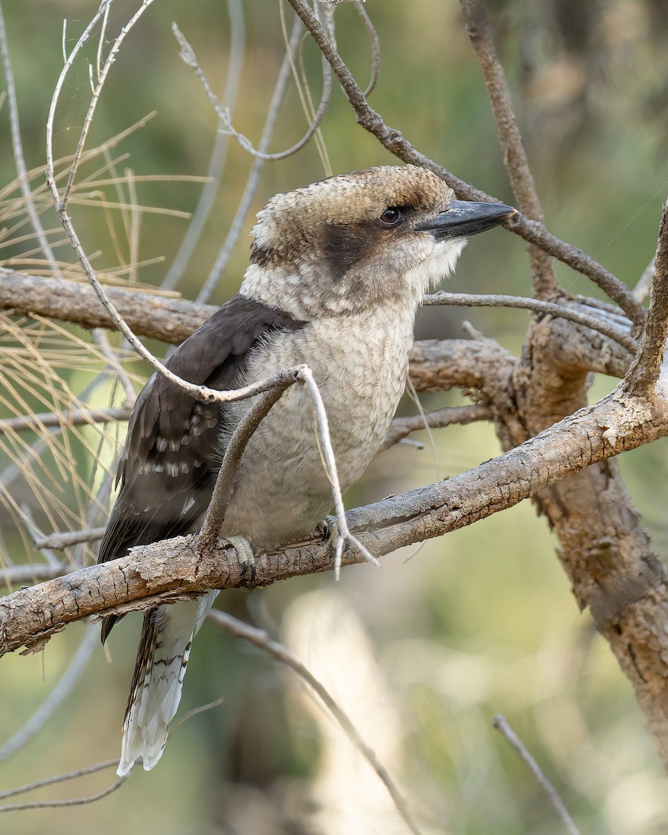 Laughing Kookaburra - ML645619620
