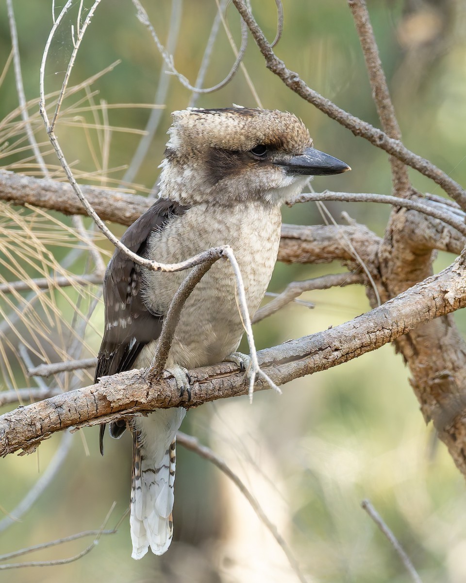 Laughing Kookaburra - ML645619621