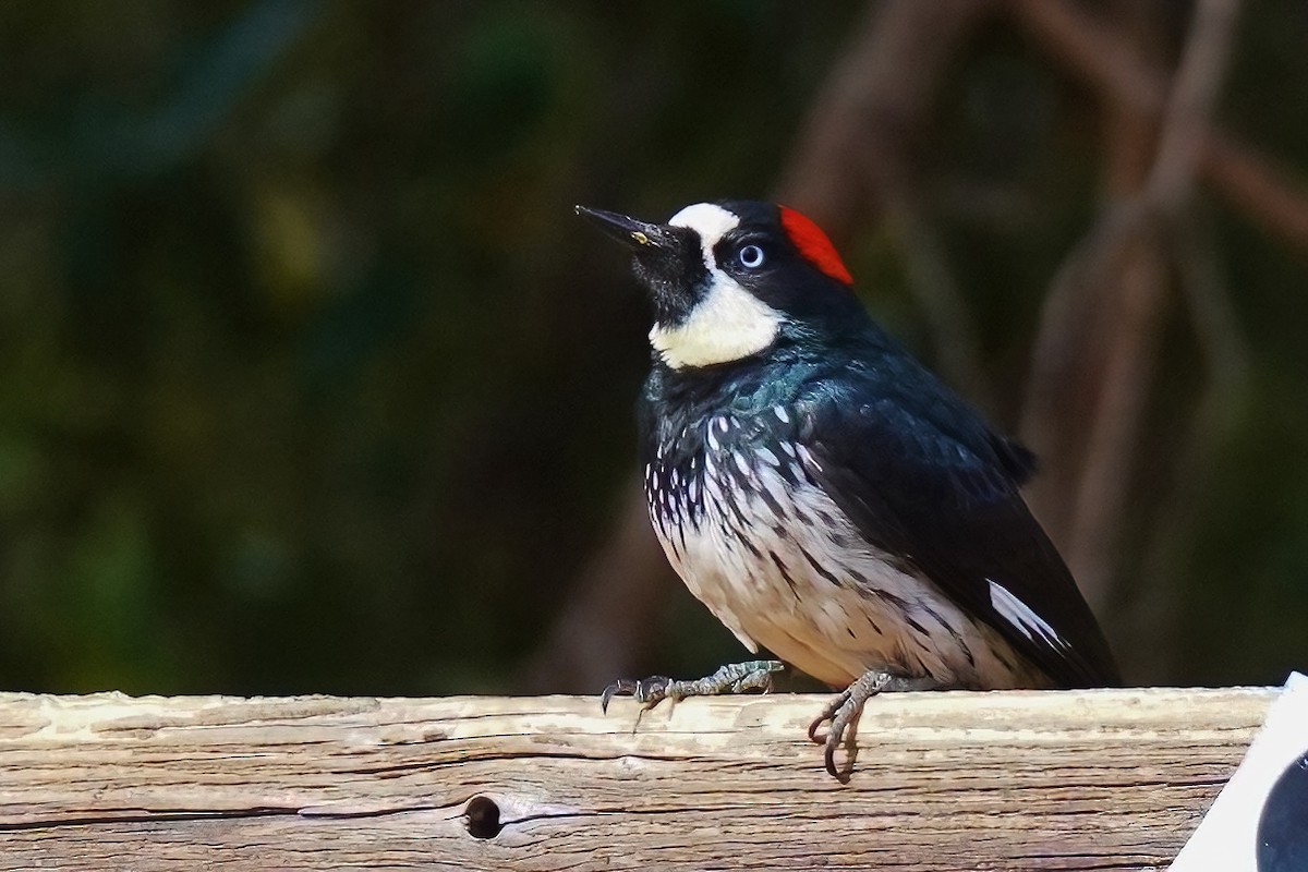 Acorn Woodpecker - ML645619622
