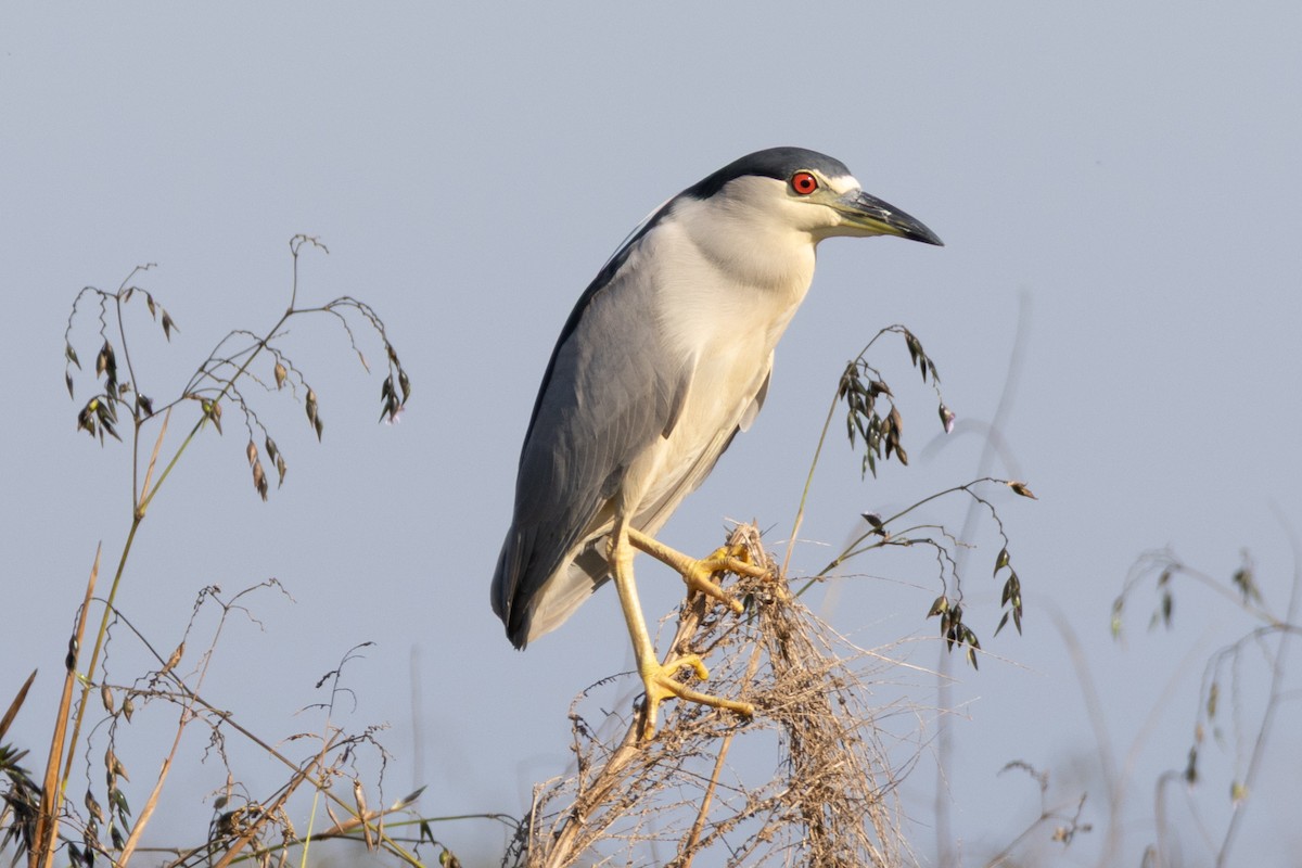 Black-crowned Night Heron - ML645619623