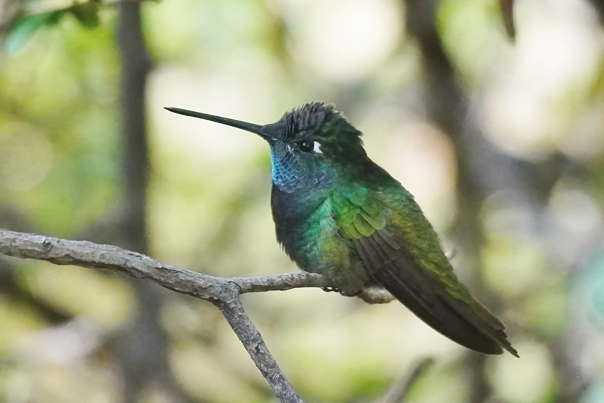 Rivoli's Hummingbird - ML645619627