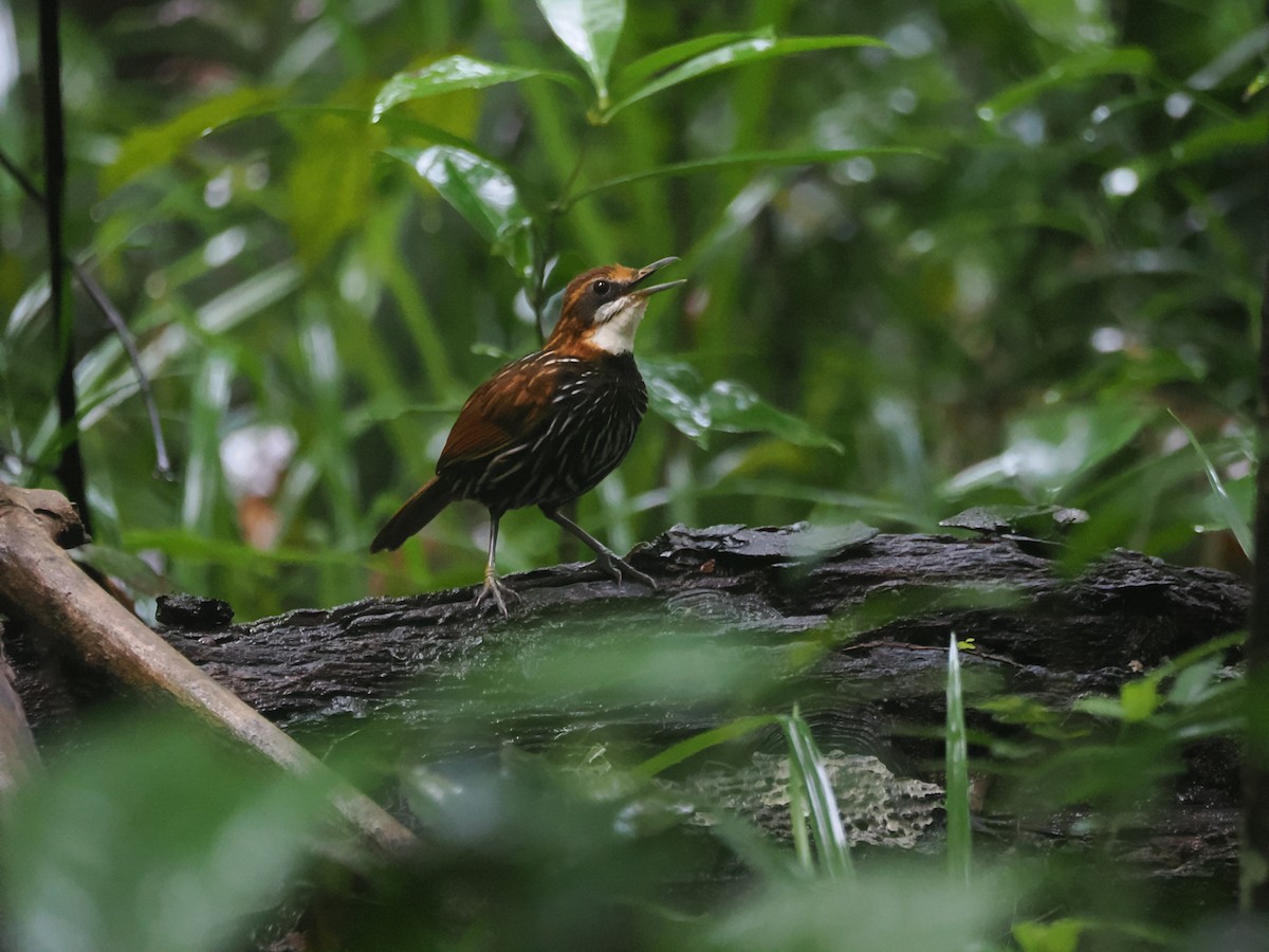 Falcated Wren-Babbler - ML645619642