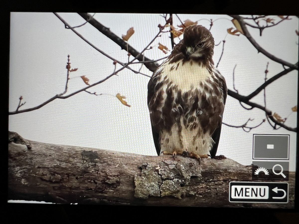 Red-tailed Hawk (abieticola) - ML645619643