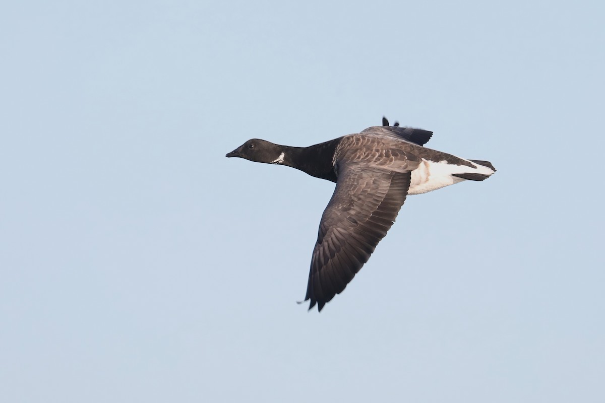 berneška tmavá - ML645619648