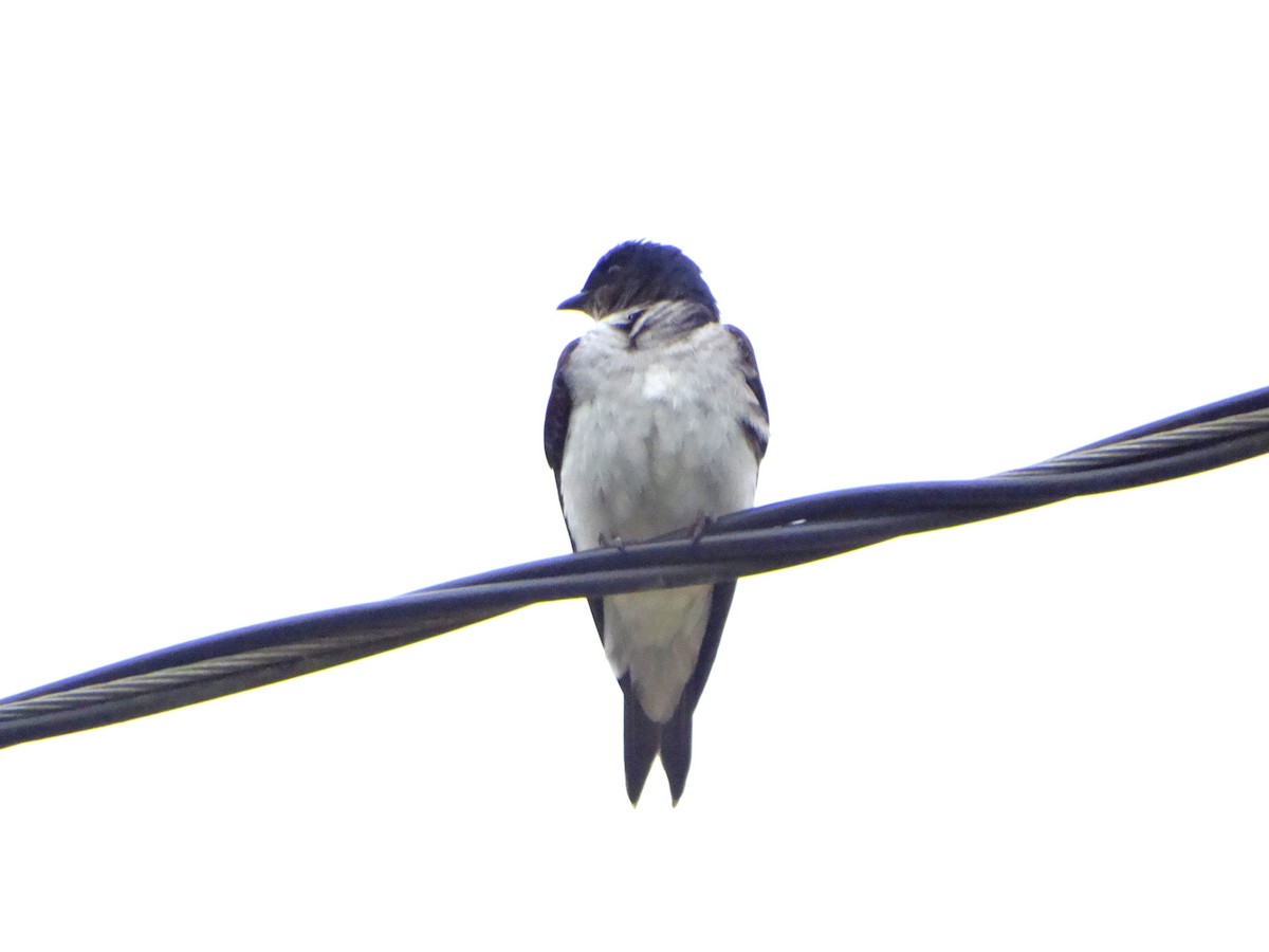 Gray-breasted Martin - ML645619672