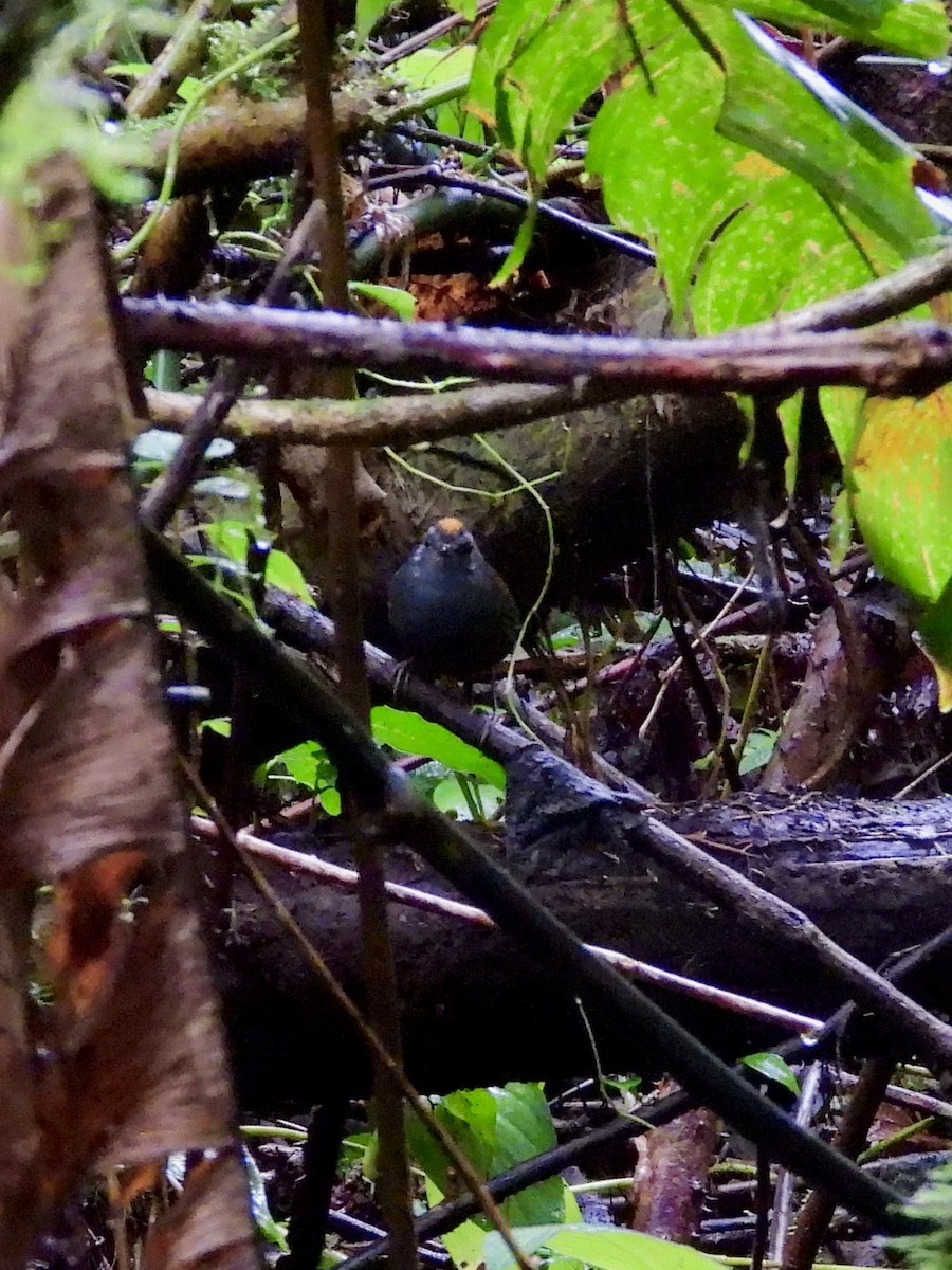 Wrenthrush - ML645619674