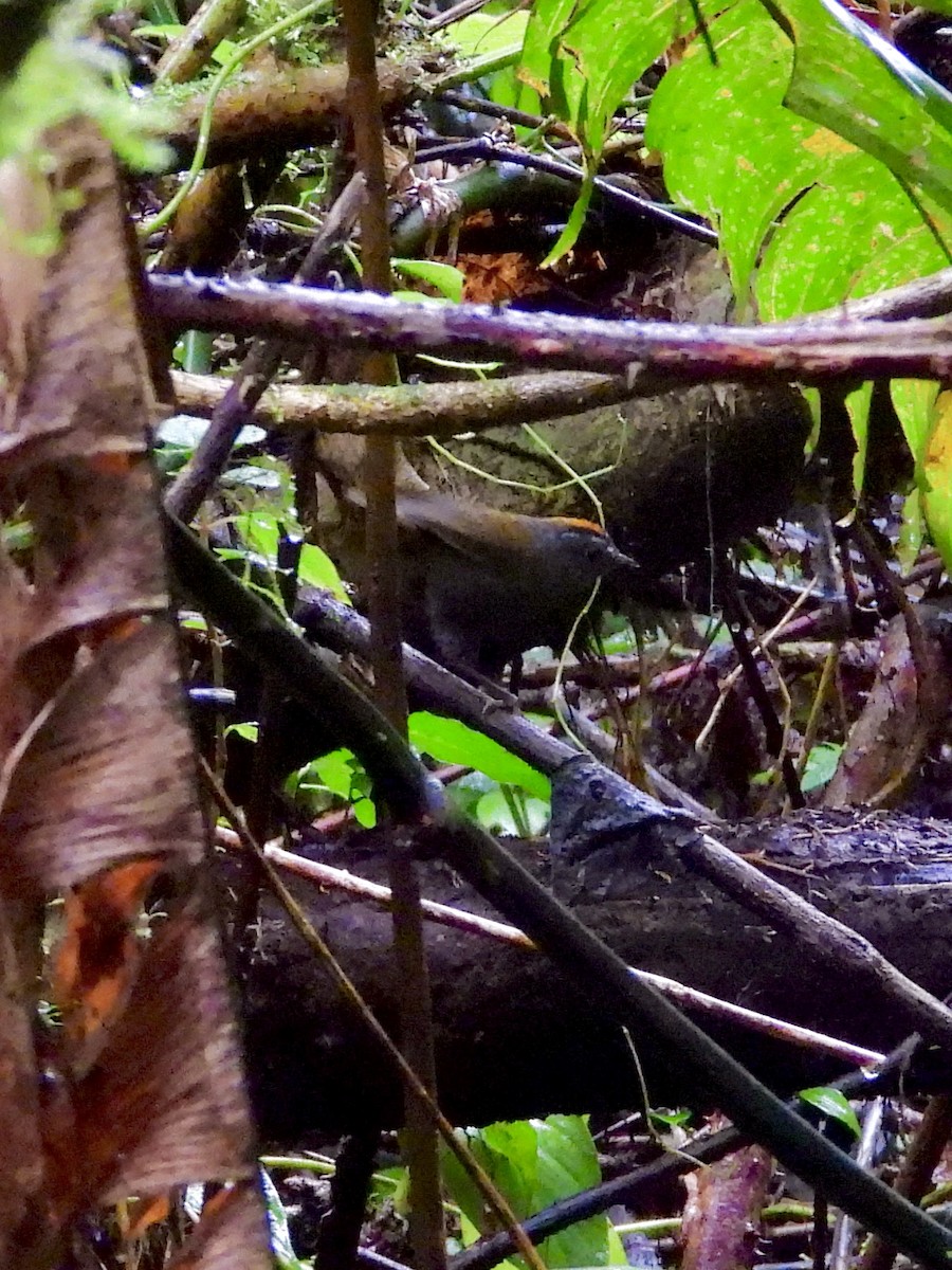 Wrenthrush - ML645619675