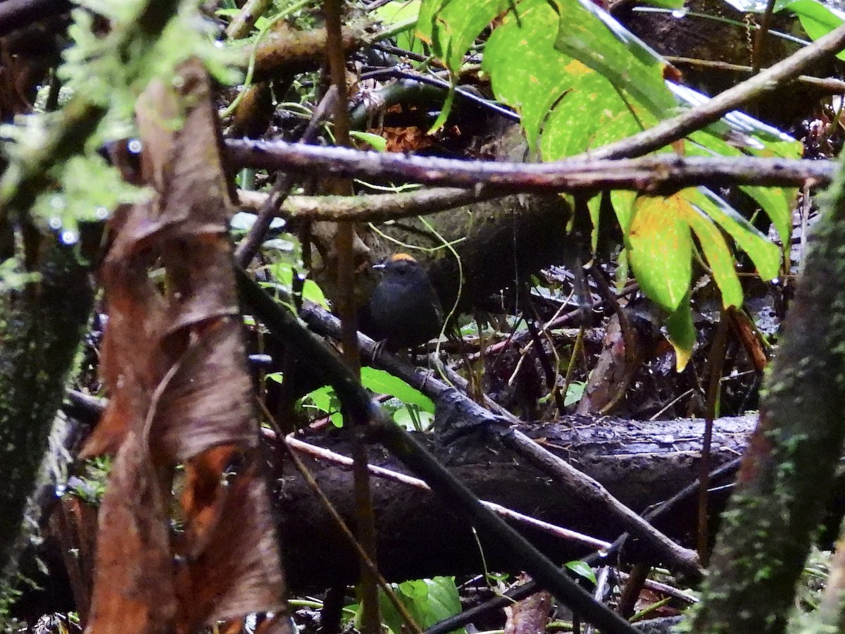 Wrenthrush - ML645619676