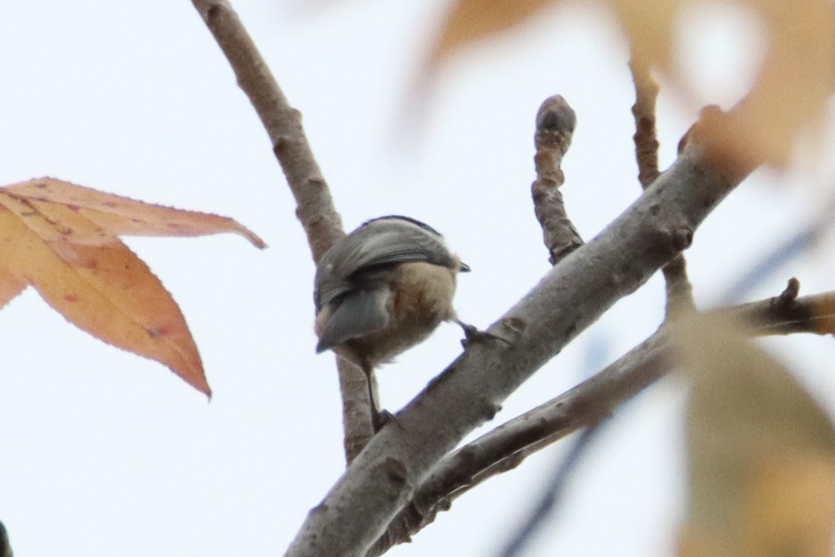 Каролинская гаичка - ML645619698