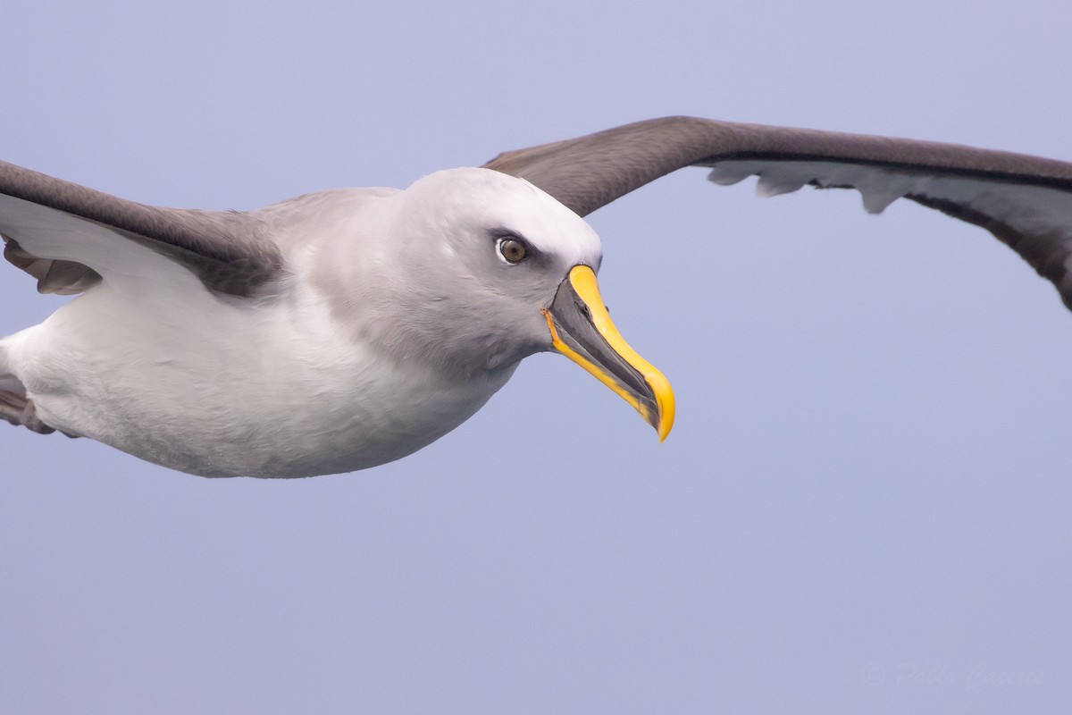 Buller's Albatross - ML645619699