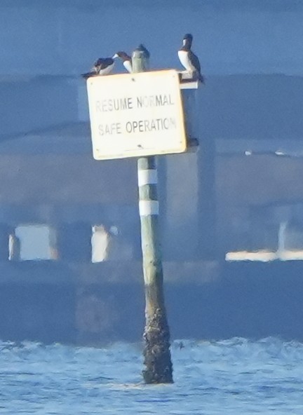 Brown Booby - ML645619702