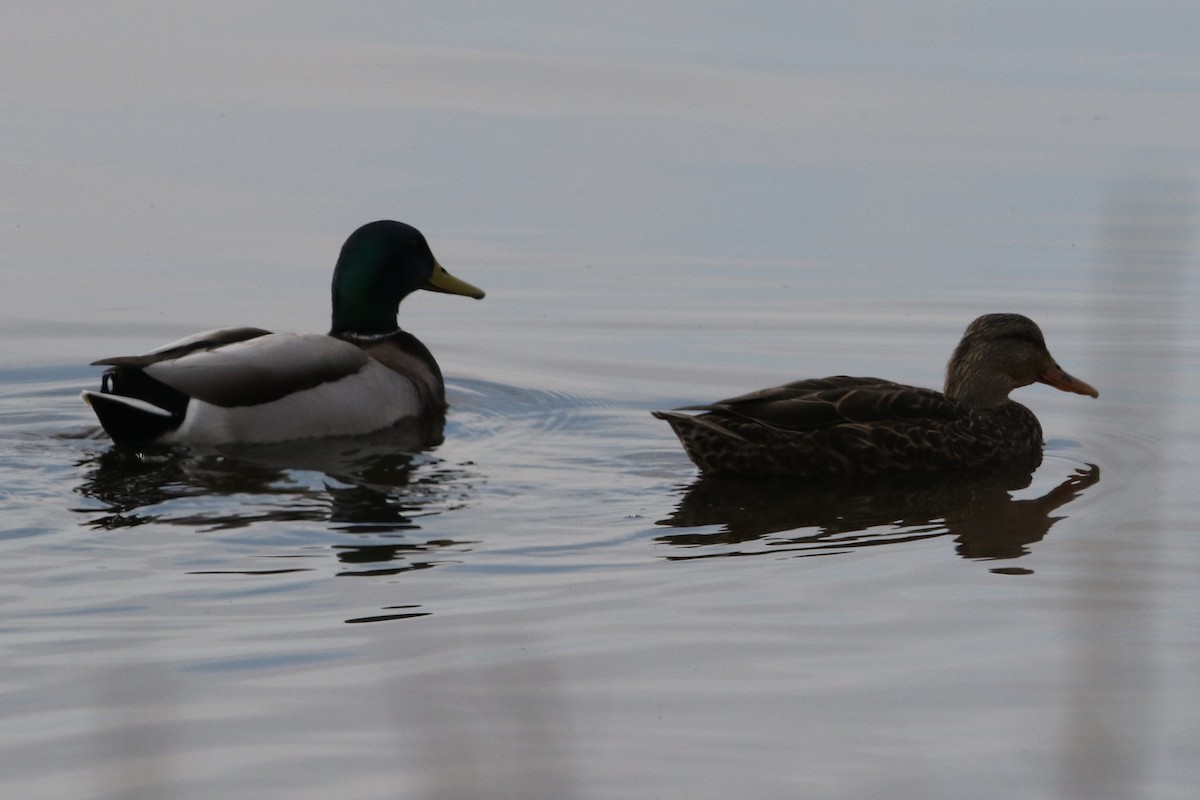 kachna divoká - ML645619714