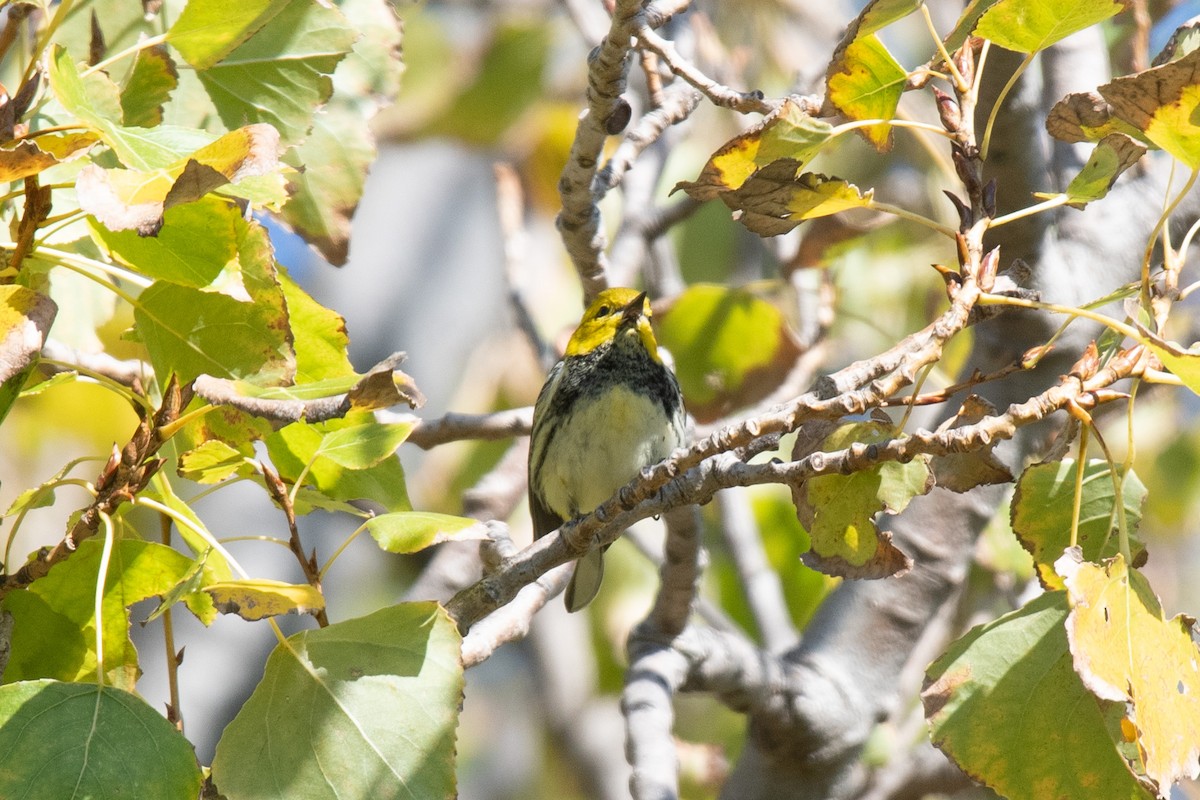 Black-throated Green Warbler - ML645619716