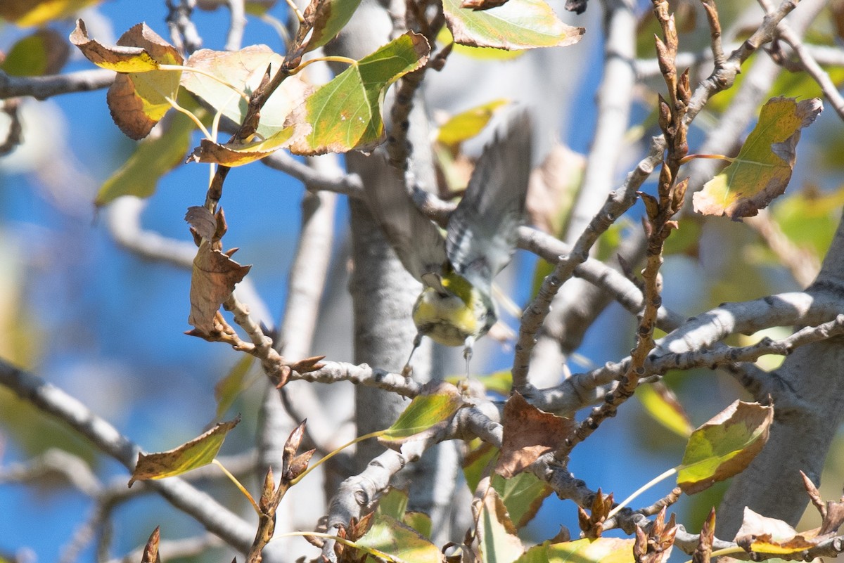 Black-throated Green Warbler - ML645619718