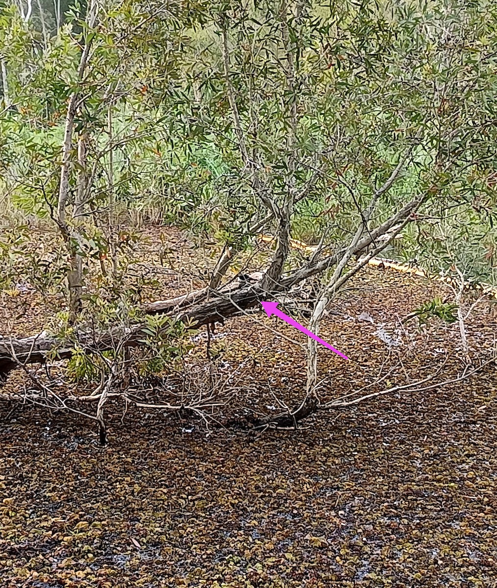 Willie-wagtail - ML645619753