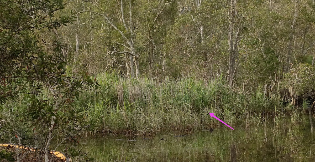 Australian Reed Warbler - ML645619769