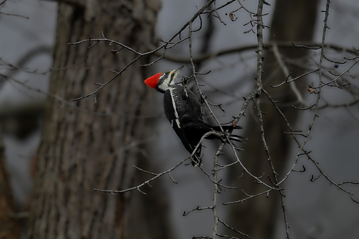 Жовна північна - ML645619770