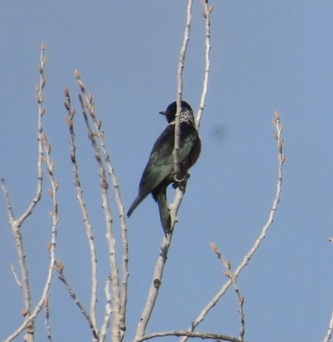 Blutgesichtspecht - ML645619774