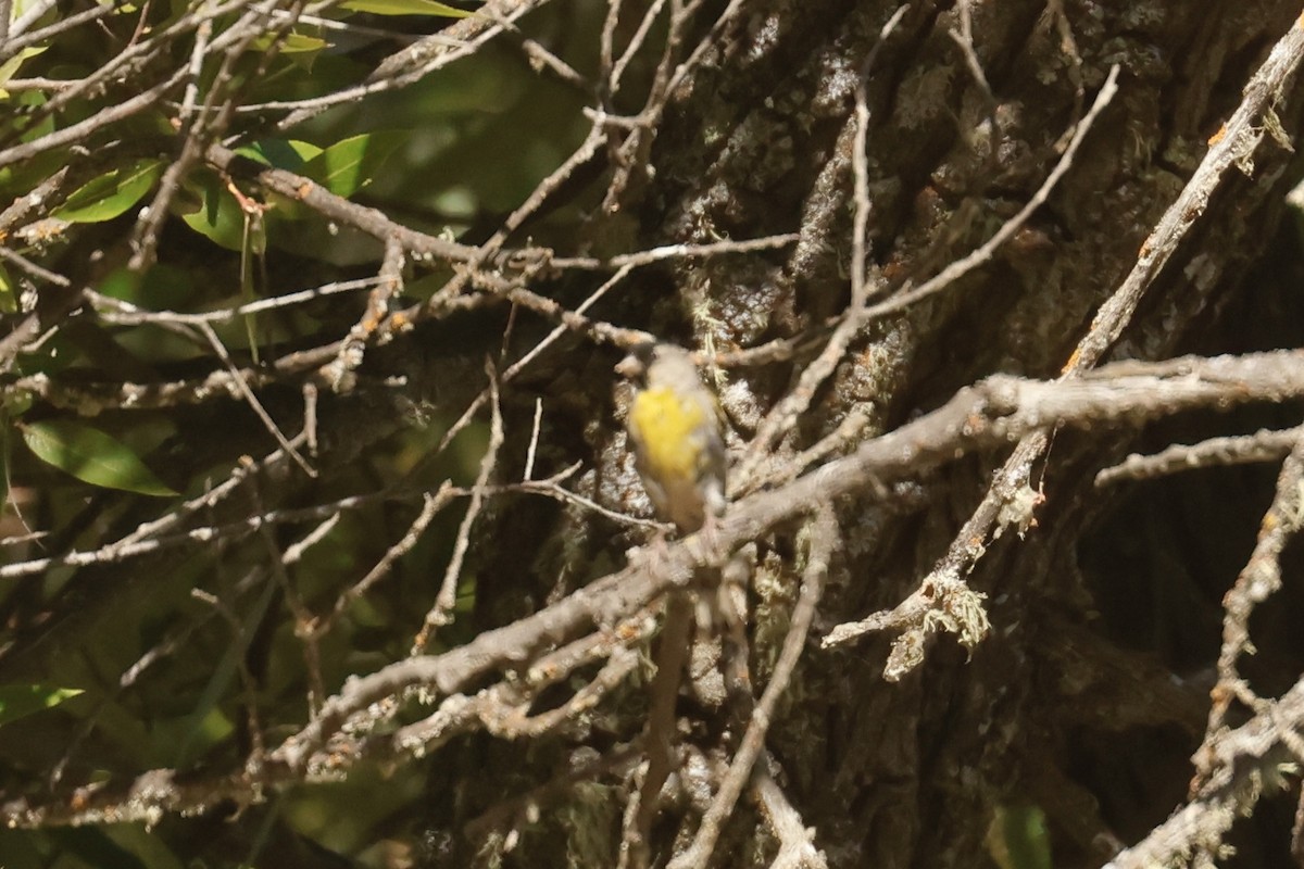 Lawrence's Goldfinch - ML645619776