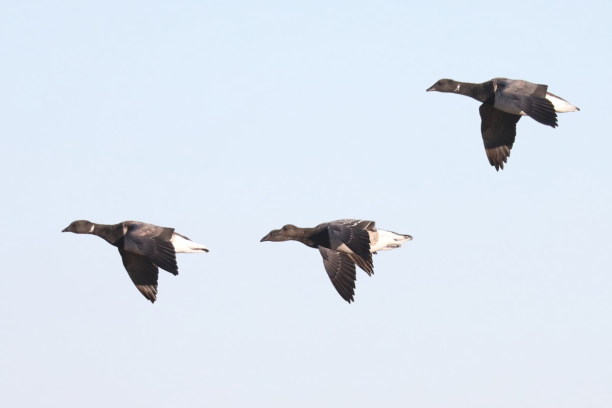 berneška tmavá - ML645619777