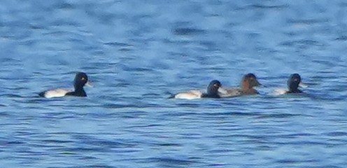 Redhead - ML645619778