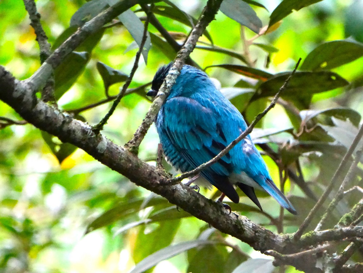 Swallow Tanager - ML645619794