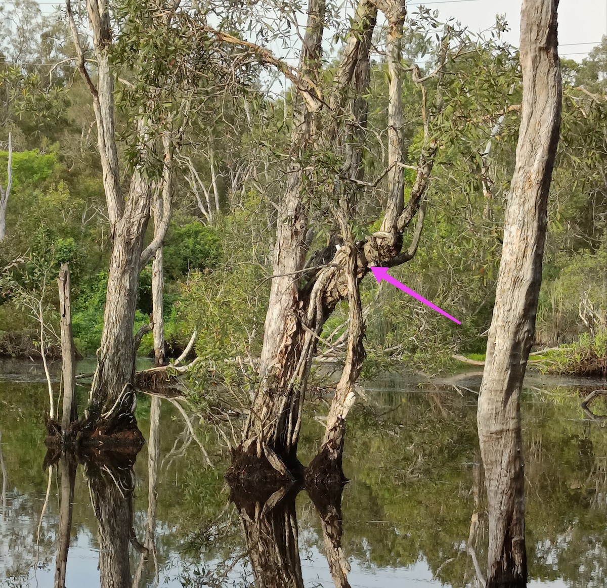 White-breasted Woodswallow - ML645619796