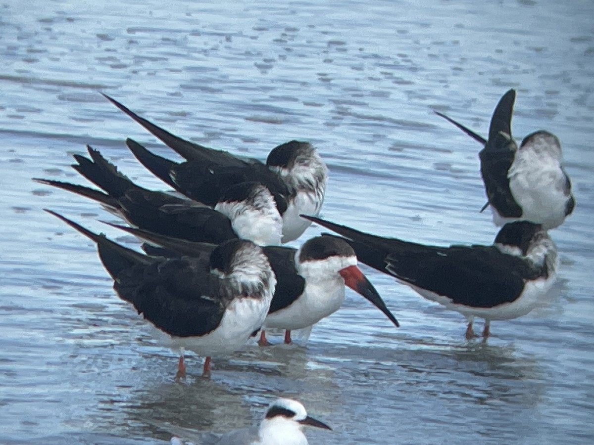 クロハサミアジサシ - ML645619799