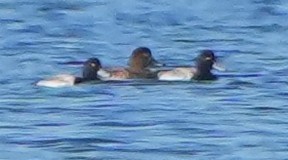 Redhead - ML645619803