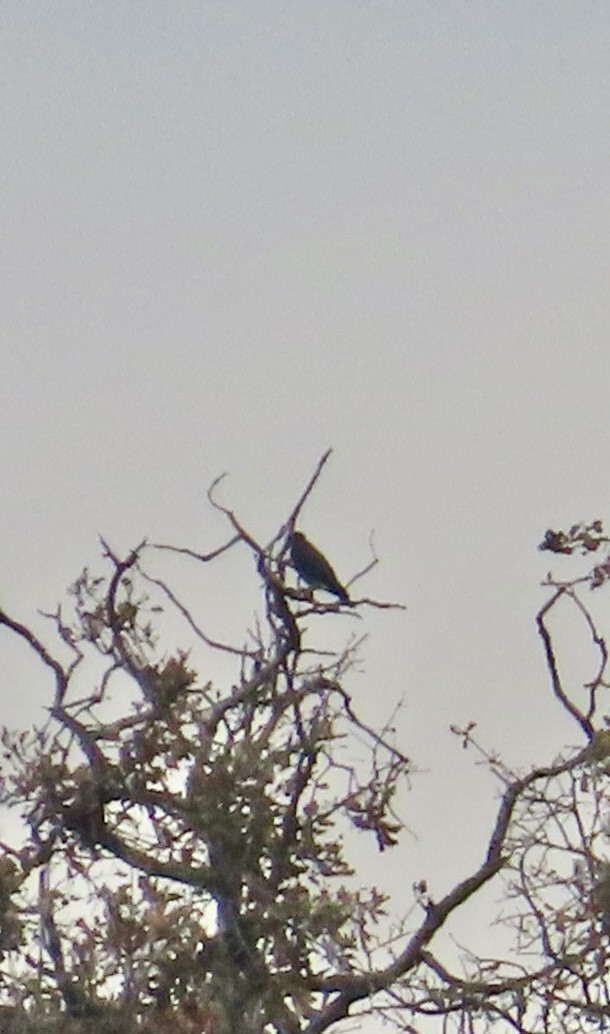 Peregrine Falcon - ML645619812