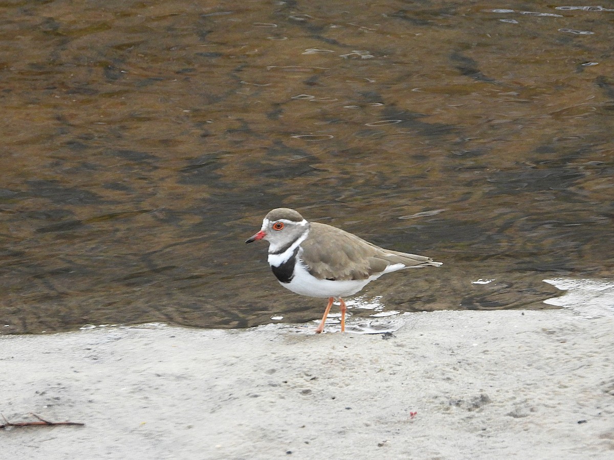 Three-banded Plover (African) - ML645619813