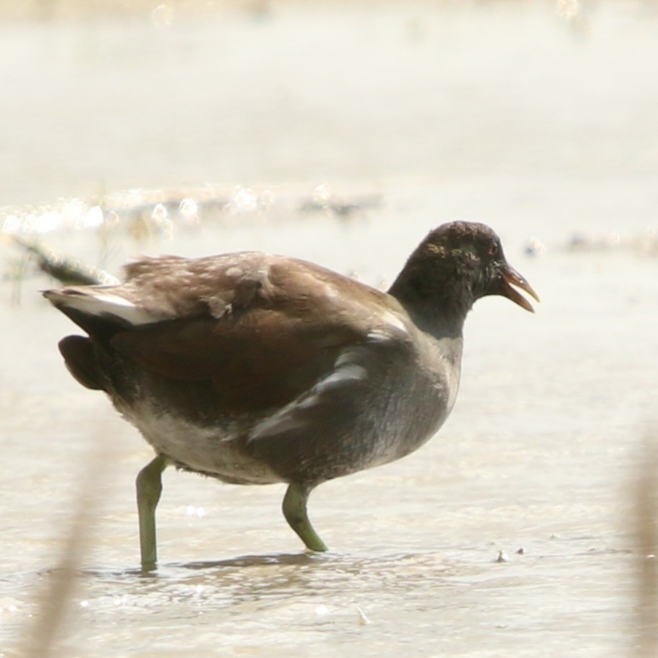 Common Gallinule - ML645619851