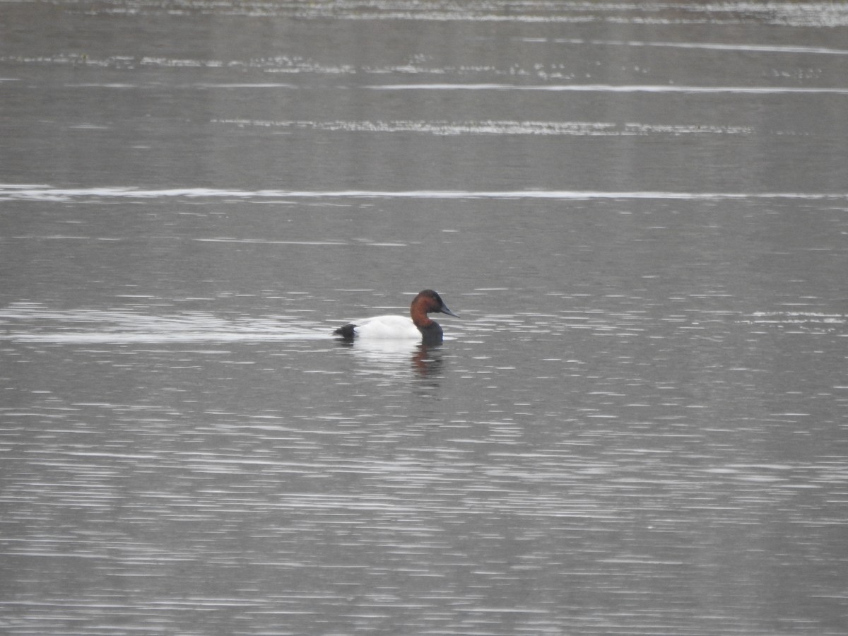 Murgilari bizkarzuria - ML645619867