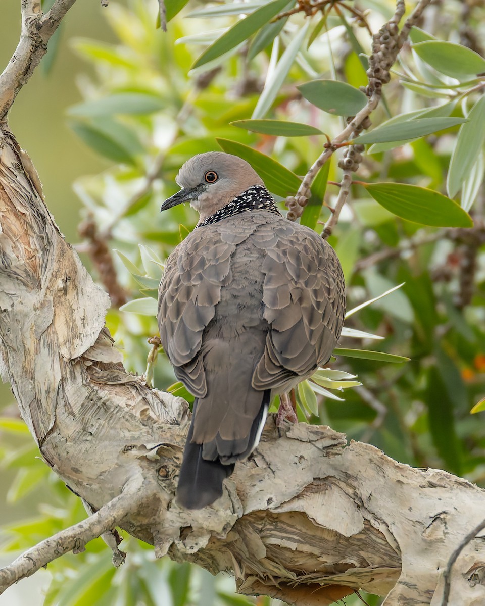 Spotted Dove - ML645619874