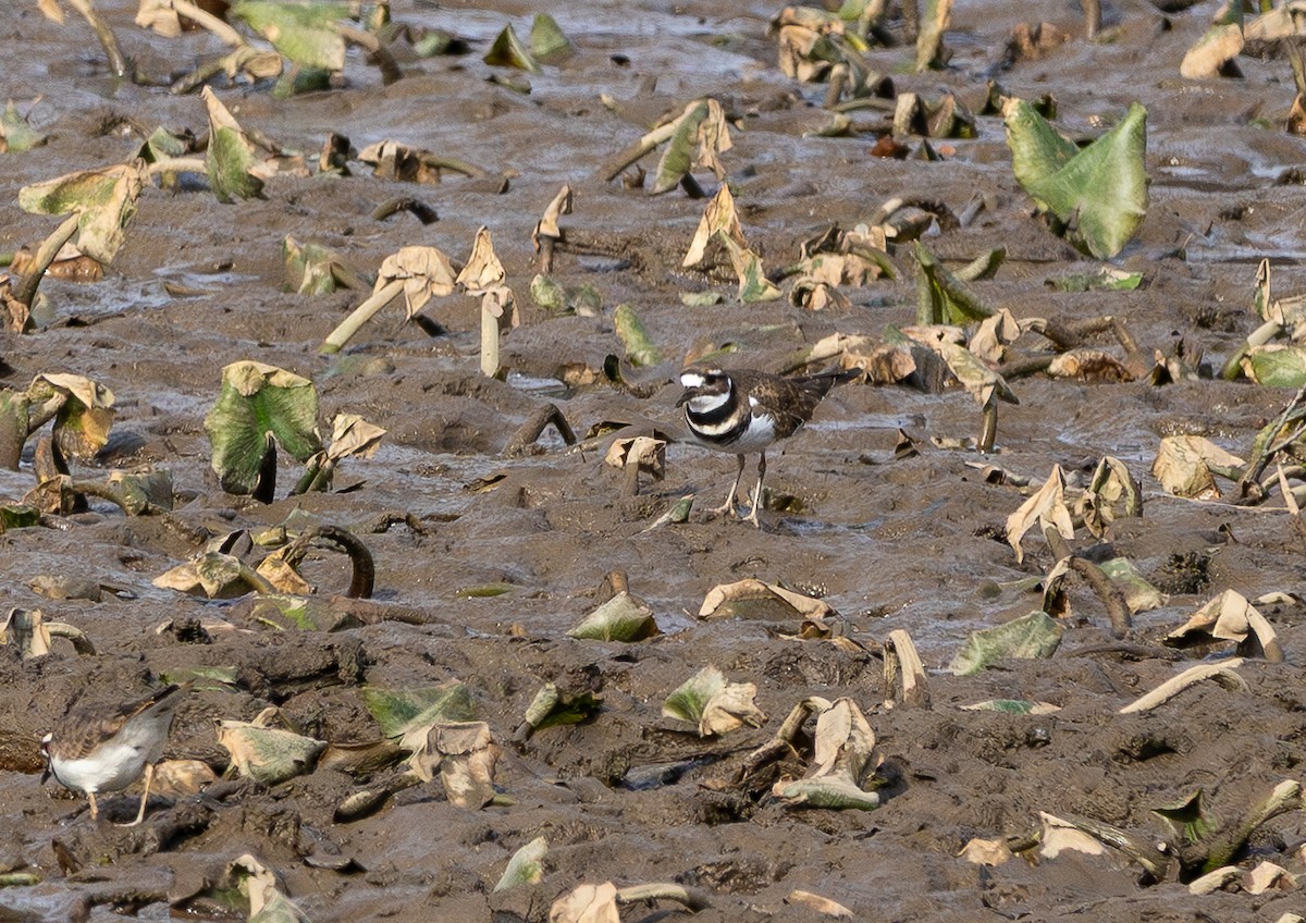 kulík rezavoocasý - ML645619875