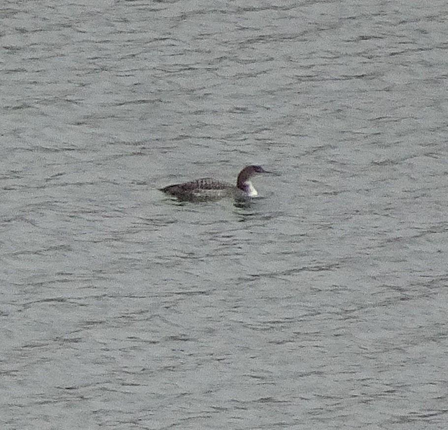 Common Loon - ML645619882