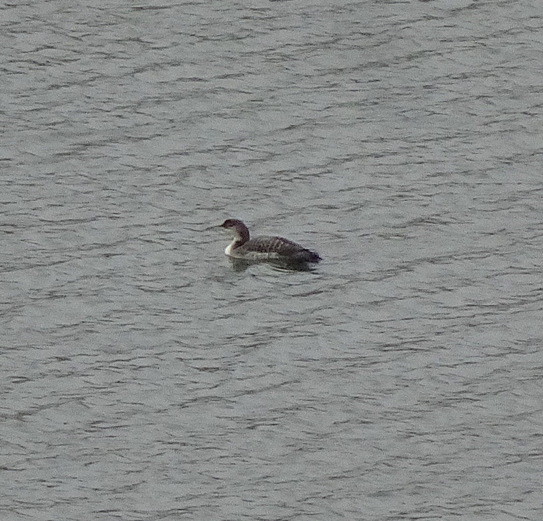 Common Loon - ML645619883