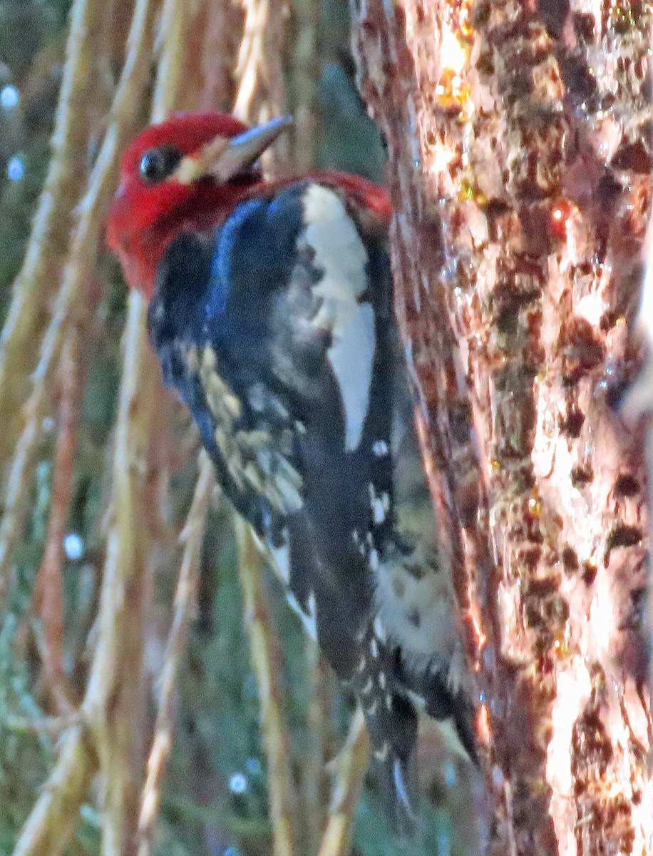 Red-breasted Sapsucker - ML645619885