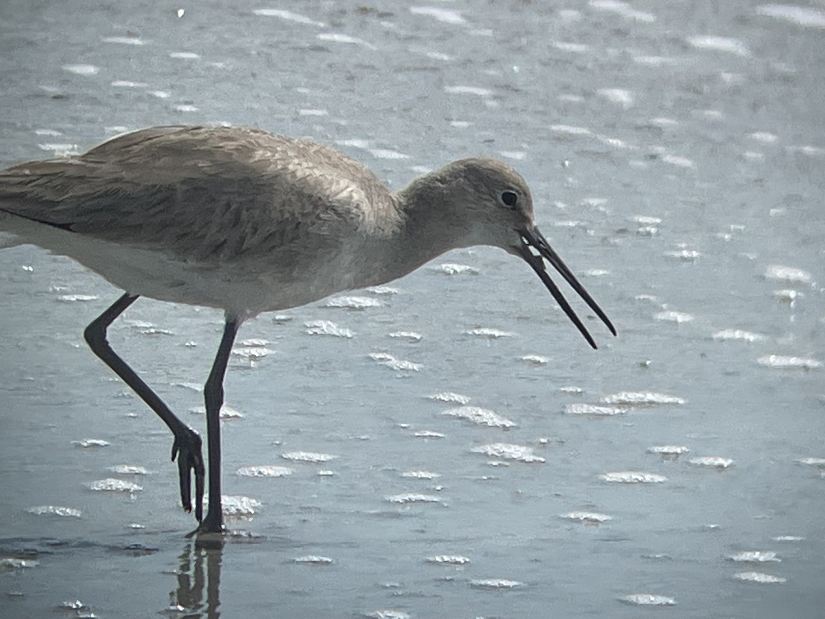 ハジロオオシギ（inornata） - ML645619886