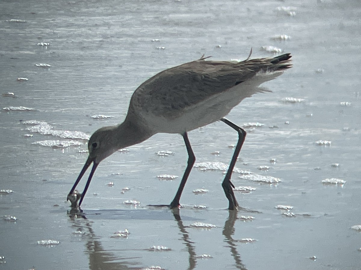 ハジロオオシギ（inornata） - ML645619887